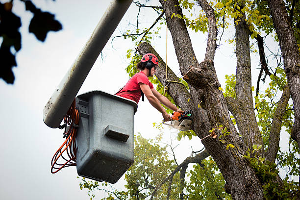 Why Choose Our Tree Removal Services in Lindon, UT?